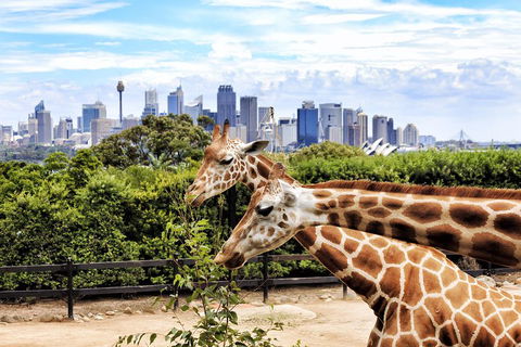 Go City | Sydney Explorer Pass With 20+ Attractions And Tours - Pubs Perth 2