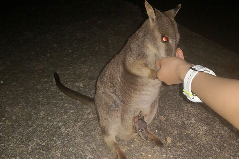 Private Tour To Paronella Park, Historic Village Herberton And Wild Life Wallaby - Pubs Perth 0