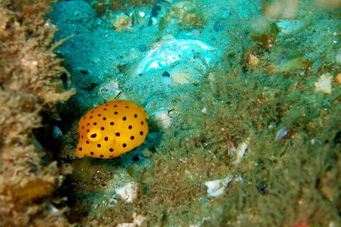 Wave Break Island Scuba Diving On The Gold Coast - Pubs Perth 3