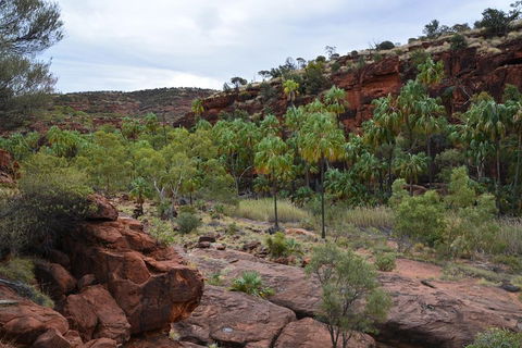 Palm Valley And Hermannsburg 1 Day 4WD Tour - Pubs Perth 4