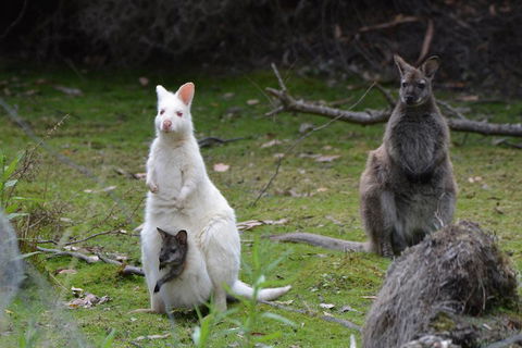 Full-Day Guided Bruny Island Tour From Hobart - Pubs Perth 0