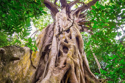 Mossman Gorge Adventure Day - Pubs Perth 1
