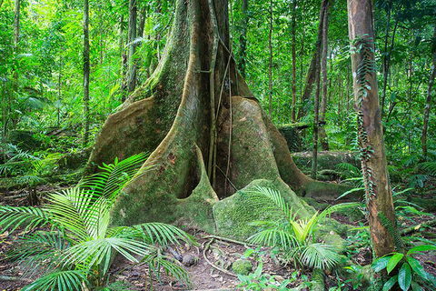 Mossman Gorge Adventure Day - Pubs Perth 4