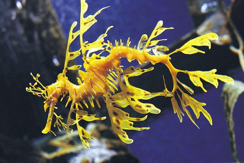 SEA LIFE Melbourne Aquarium Admission Ticket - Pubs Perth 0