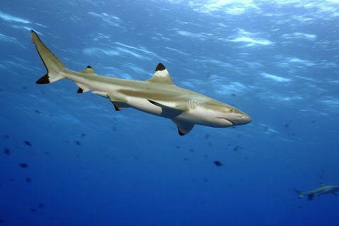 SEA LIFE Melbourne Aquarium Admission Ticket - Pubs Perth 3