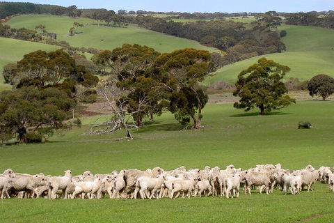 Kangaroo Island Luxury Small Group 'Island Life' Full Day Tour - Pubs Perth 1