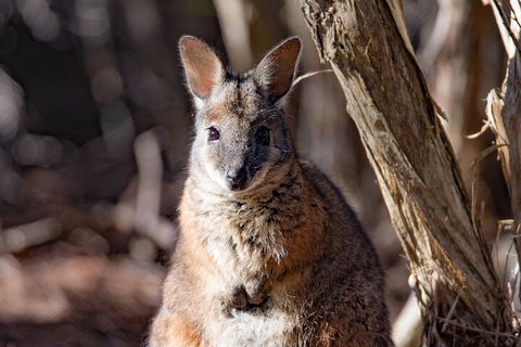Kangaroo Island Luxury Small Group 'Island Life' Full Day Tour - Pubs Perth 3