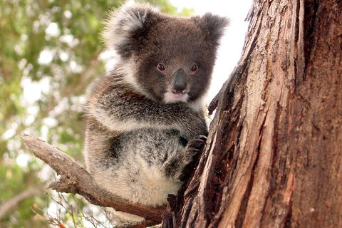 Kangaroo Island Luxury Small Group 'Island Life' Full Day Tour - Pubs Perth 4