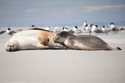 Kangaroo Island Luxury Small Group 'Island Life' Full Day Tour - Pubs Perth 5