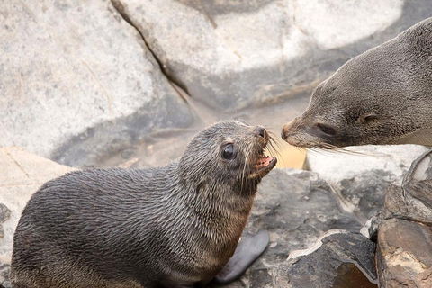 Kangaroo Island Luxury Small Group 'Flinders Chase Focus' Full Day Tour - Pubs Perth 2