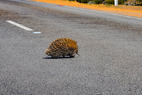 Kangaroo Island Luxury Small Group 'Flinders Chase Focus' Full Day Tour - Pubs Perth 3