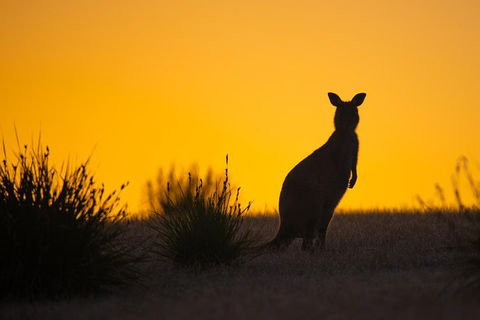 Kangaroo Island Luxury Small Group 'Flinders Chase Focus' Full Day Tour - Pubs Perth 5