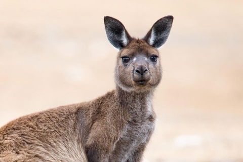 Kangaroo Island Luxury Small Group 'East End Explorer' Full Day Tour - Pubs Perth 1