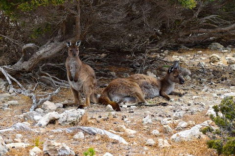 Kangaroo Island Luxury Small Group 'East End Explorer' Full Day Tour - Pubs Perth 4