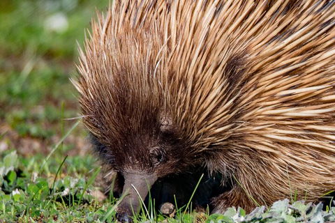Kangaroo Island Luxury Small Group 'East End Explorer' Full Day Tour - Pubs Perth 5