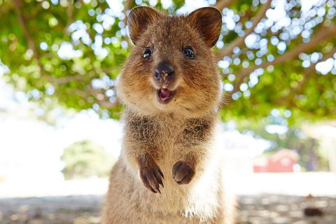 Discover Rottnest With Ferry & Bus Tour From Perth Or Fremantle - Pubs Perth 0