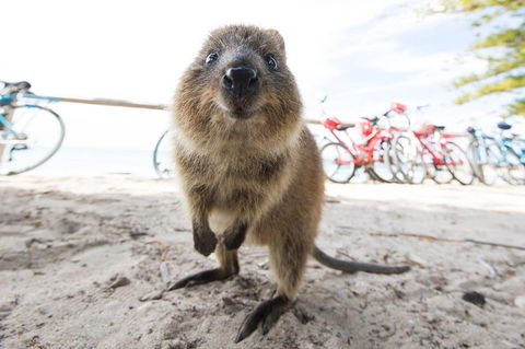Rottnest Island Round-Trip Ferry From Perth Or Fremantle - Pubs Perth 3