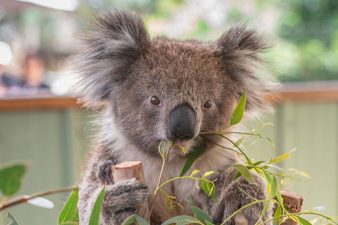 2-Day Great Ocean Road, Mornington Peninsula And Phillip Island Tour - Pubs Perth 2