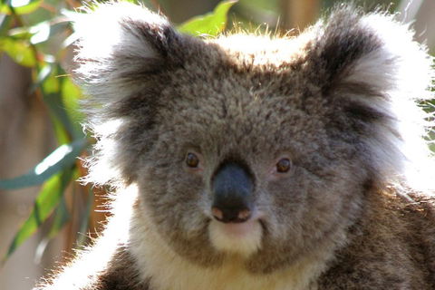 2-Day Great Ocean Road And Grampians Tour From Melbourne - Pubs Perth 3
