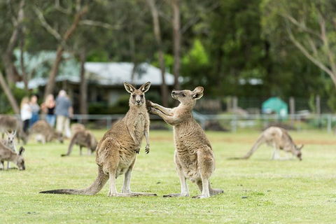 2-Day Great Ocean Road And Grampians Tour From Melbourne - Pubs Perth 4