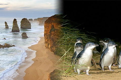 Melbourne Super Saver: Great Ocean Road + Phillip Island + Attraction Pass - Pubs Perth 0