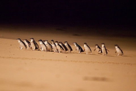 Phillip Island Penguin Parade Express Tour From Melbourne - Pubs Perth 0