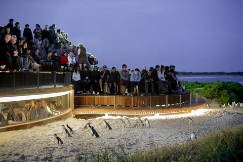 Phillip Island Penguin Parade Express Tour From Melbourne - Pubs Perth 3