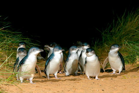 Phillip Island Penguin Parade Express Tour From Melbourne - Pubs Perth 5