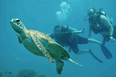 Ocean Freedom Great Barrier Reef Personal Luxury Snorkel & Dive Cruise, Cairns - Pubs Perth 4