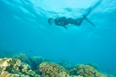 Ocean Freedom Great Barrier Reef Personal Luxury Snorkel & Dive Cruise, Cairns - Pubs Perth 5