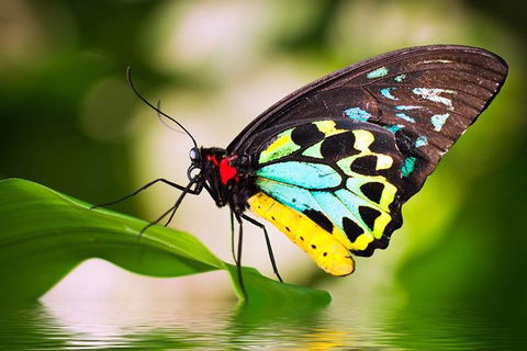 Australian Butterfly Sanctuary - Pubs Perth 4