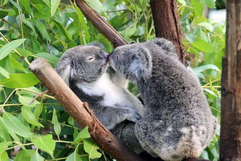Classic Kuranda By Skyrail And Scenic Railway Including Rainforestation, Koala And Wildlife Park And Pamagirri Aboriginal Experi - Pubs Perth 3