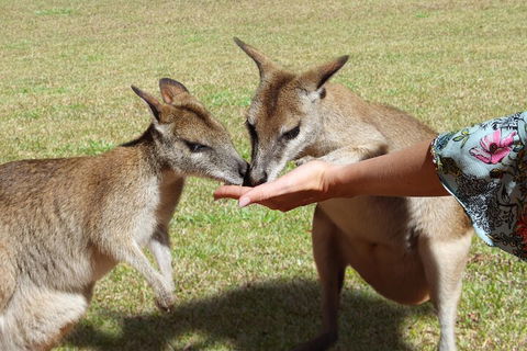Kuranda Rainforestation & Kuranda Scenic Rail - Pubs Perth 4