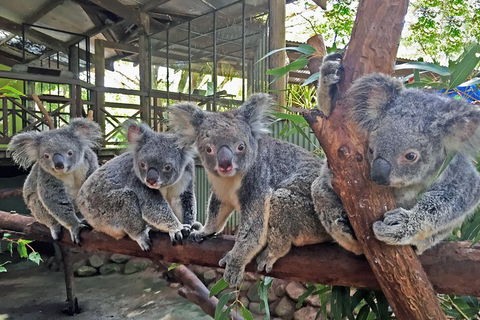 Best Of Kuranda Including Skyrail, Kuranda Scenic Railway And Rainforestation - Pubs Perth 4