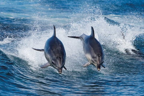 3-Hour Bruny Island Cruise From Adventure Bay, Bruny Island - Pubs Perth 3
