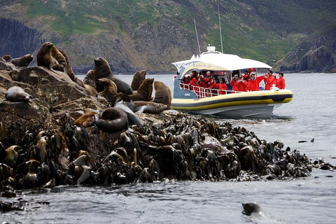 3-Hour Bruny Island Cruise From Adventure Bay, Bruny Island - Pubs Perth 4
