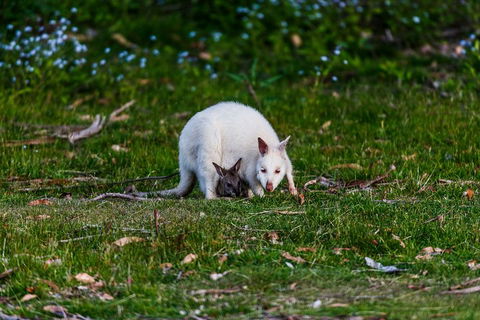 Bruny Island Traveller - Gourmet Tasting And Sightseeing Day Trip From Hobart - Pubs Perth 3