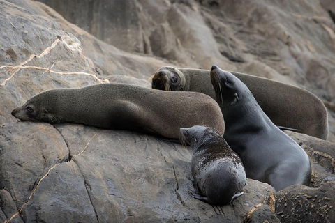 Kangaroo Island Ocean Safari - Snorkeling Safari - Pubs Perth 0