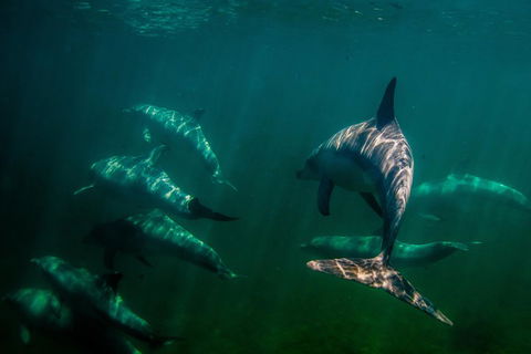 Kangaroo Island Ocean Safari - Snorkeling Safari - Pubs Perth 2