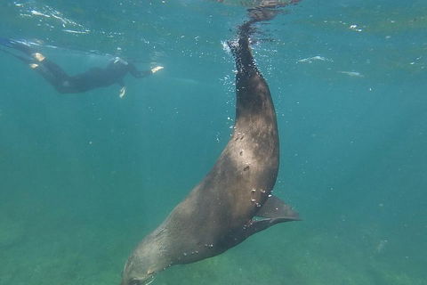 Kangaroo Island Ocean Safari - Snorkeling Safari - Pubs Perth 3