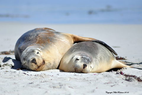 NEW TOUR - Kangaroo Island Road To Recovery Tour (1 Day/1 Night) - Pubs Perth 1