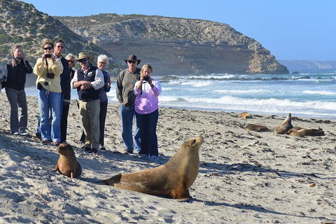 Full Day Seal Bay Experience Departing From Kangaroo Island - Pubs Perth 0