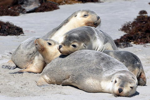 Small-Group Kangaroo Island 4WD Tour From Adelaide - Pubs Perth 1