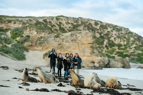 Small-Group Kangaroo Island 4WD Tour From Adelaide - Pubs Perth 4