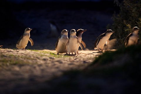 Melbourne City Tour And Phillip Island In One Day - Pubs Perth 4