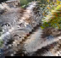 Kuranda Koala Gardens and Birdworld Admission Tickets - Pubs Perth
