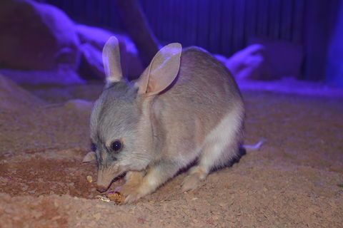 Kuranda Wildlife Experience Three Attraction Pass - Pubs Perth 0