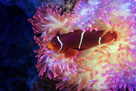 Cairns Aquarium By Twilight With 3-Course Dinner - Pubs Perth 0