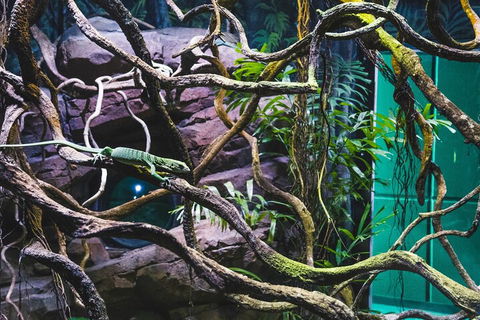 Cairns Aquarium By Twilight With 3-Course Dinner - Pubs Perth 2