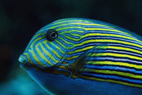 Cairns Aquarium By Twilight With 3-Course Dinner - Pubs Perth 5